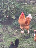 Gratis haan, Dieren en Toebehoren, Mannelijk, Kip