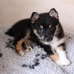 1 Pomsky Reutje beschikbaar (F2), Parvo, 8 tot 15 weken, Poolhond, Meerdere