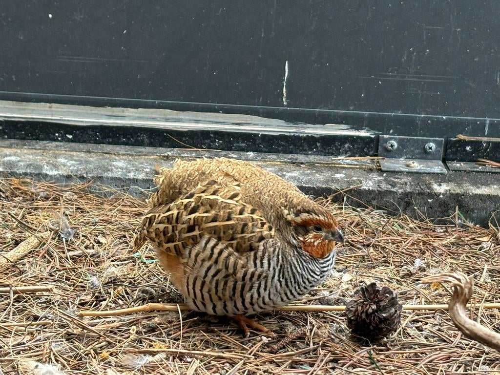 Jungle bush kwartel, Dieren en Toebehoren, Vogels | Overige Vogels, Mannelijk