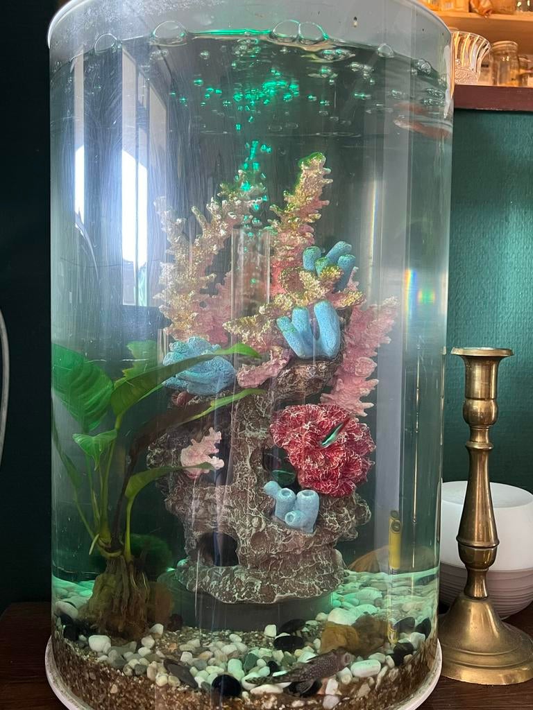 Biorb tube 30 liter, Ophalen, Gevuld zoetwateraquarium