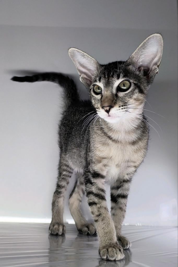 Kittens, Ooster korthaar kittens, oriental kittens, pete..., Meerdere dieren, Ontwormd, 0 tot 2 jaar