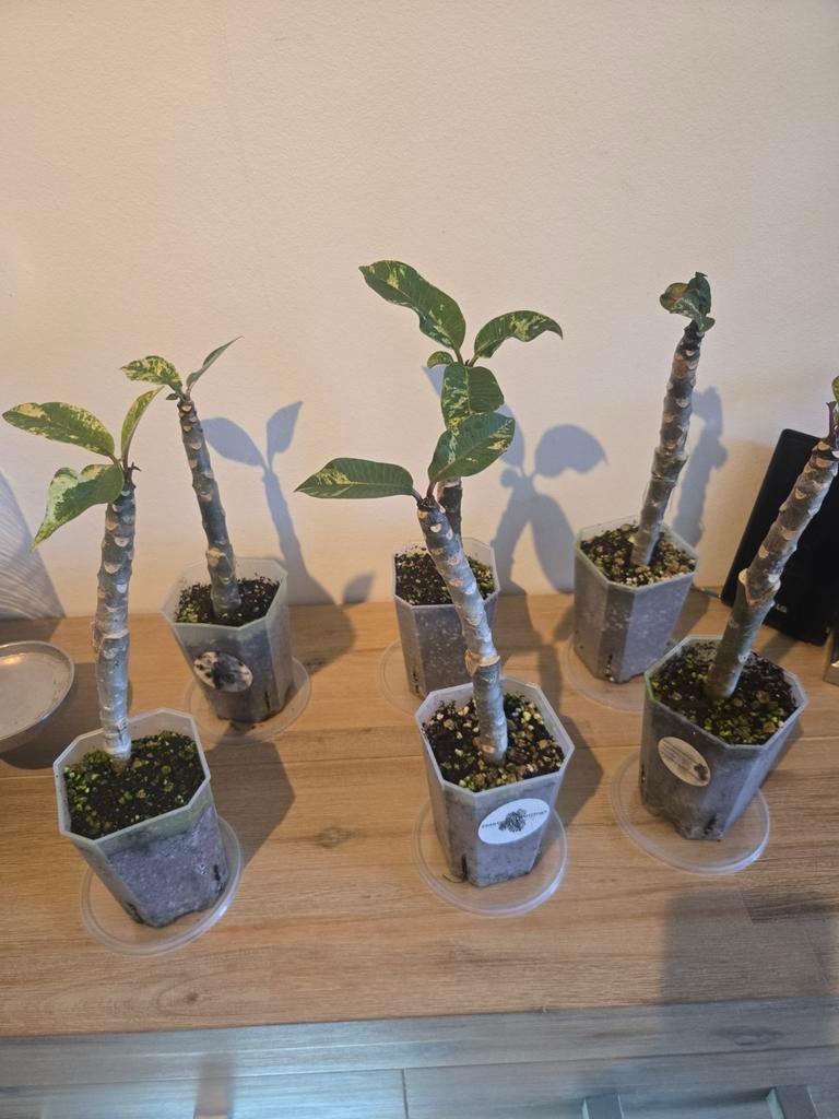 Plumeria (franchipani) geworteld en actieve groei, Ophalen of Verzenden, Halfschaduw, Minder dan 100 cm