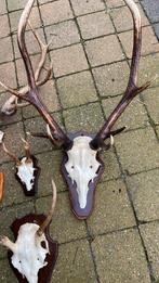 Groot gewei, Ophalen of Verzenden, Zo goed als nieuw, Hert, Gewei of Kop