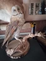 Taxidermy, Verzamelen, Dierenverzamelingen, Verzenden, Zo goed als nieuw, Vogel, Opgezet dier