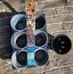 Kweekpotjes en zaaitray, Ophalen, Gebruikt, Kweeklamp