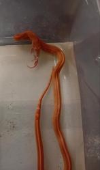 Rattenslang/korenslang nk 24 vrouw, Dieren en Toebehoren, Reptielen en Amfibieën, Slang, Tam, 0 tot 2 jaar