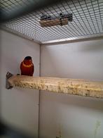 Mooi koppel groenstaart lori, Dieren en Toebehoren, Meerdere dieren, Papegaai