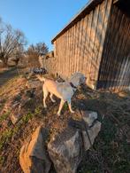 Labrador Retriever, Dieren en Toebehoren, Buitenland, Labrador retriever, Parvo, Eén hond
