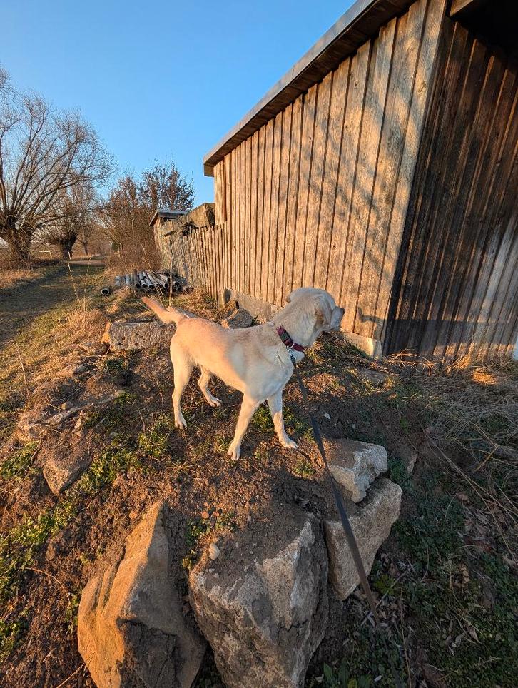 Labrador Retriever, Dieren en Toebehoren, Honden | Retrievers, Spaniëls en Waterhonden, Reu, Labrador retriever, Handelaar, Eén hond