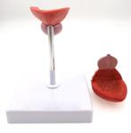 Prostaat Blaas Menselijk Anatomie Model / School Medisch, Diversen, Schoolbenodigdheden, Verzenden, Nieuw