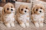 Maltipoo pups  teefje 1750€ super klein reu 1650, Dieren en Toebehoren, Nederland, Parvo, Overige rassen, 8 tot 15 weken