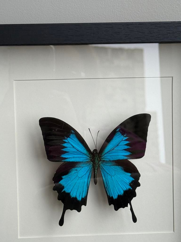Vlinder in lijst, Antiek en Kunst, Ophalen of Verzenden