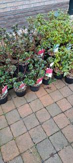Leegverkoop: Azalea's, Rhododendrons en Vaste Planten, Ophalen