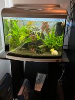 Mooi gevuld aquarium 65 liter met standaard, Dieren en Toebehoren, Ophalen, Zo goed als nieuw, Gevuld zoetwateraquarium