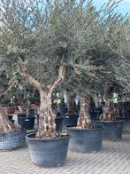 Olea europaea Manzanilla fina, 100 tot 250 cm, Olijfboom, Zomer, Ophalen