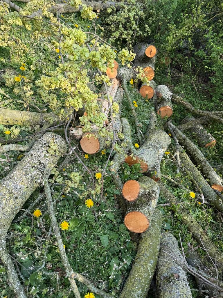Gratis Vers gekapt openhaardhout - diverse houtsoorten, Tuin en Terras, Haardhout, Minder dan 3 m³, Ophalen, Overige houtsoorten