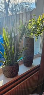 Planten met bloempot van intratuin., Ophalen of Verzenden, Overige soorten, Volle zon