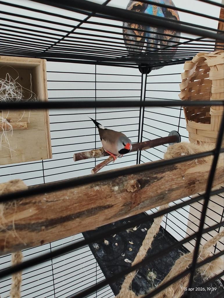 Tropische vogels, Meerdere dieren