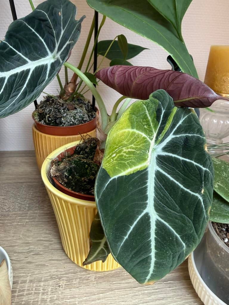 Alocasia Black Velvet variegata, Huis en Inrichting, Kamerplanten, Ophalen of Verzenden, Halfschaduw, Minder dan 100 cm