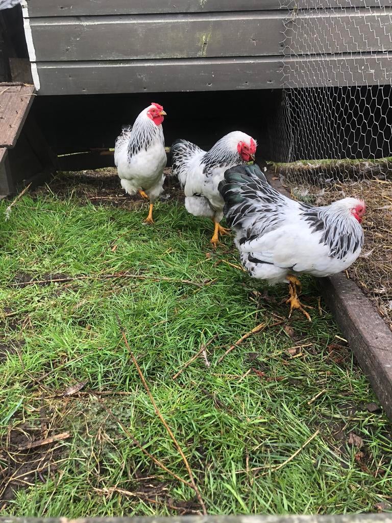 Jonge hanen, kriel haantjes Wyandotte, Dieren en Toebehoren, Pluimvee, Mannelijk, Kip