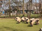 walliser schwarznase ooien en rammen, Meerdere dieren, Schaap