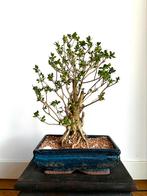 Bonsai Hokidachi, Ophalen of Verzenden, Volle zon, Overige soorten, Minder dan 100 cm