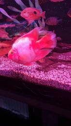 Mooie volwassen papegaai cichlide, Dieren en Toebehoren, Vissen | Aquariumvissen, Vis, Schoolvis