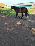 New forest 3,5 jarige Merrie Dmaat, Dieren en Toebehoren, Paarden, Merrie, Onbeleerd, Gechipt, 3 tot 6 jaar