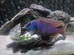 Malawi cichliden, Dieren en Toebehoren, Vis, Zoetwatervis