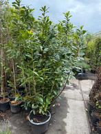 Grijp uw kans grote camelia’s wit hoog rond 80/90 cm  24.95, Tuin en Terras, Planten | Tuinplanten, Vaste plant, Halfschaduw, Lente