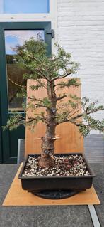 Bonsai Abies Koreana - Koreaanse Zilverspar, Ophalen of Verzenden, Vaste plant, Overige soorten, Halfschaduw