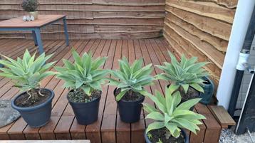 Agave attenuata (advertentie goed lezen) beschikbaar voor biedingen