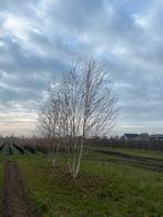 Witte berk struiken 500/550 cm, Tuin en Terras, Planten | Bomen, Ophalen, Volle zon, Overige soorten