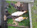 Indische loopeend kuikens, Meerdere dieren, Eend