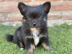 Pomchi pups regio België Limburg goed lezen aub, Dieren en Toebehoren, Honden | Poolhonden, Keeshonden en Oertypen, België, Particulier