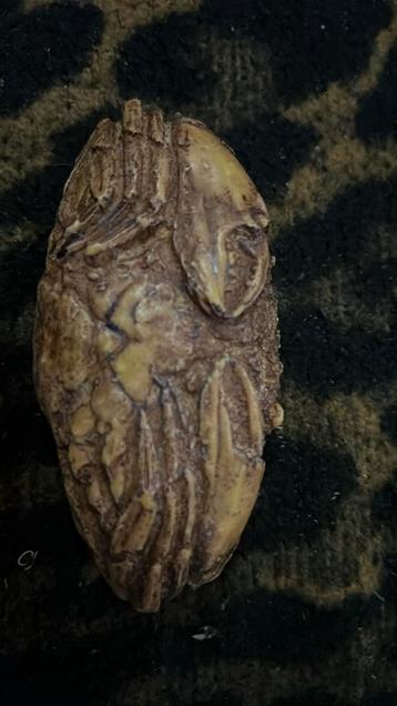 Versteende krab beschikbaar voor biedingen