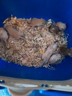 gerbils pups  verschillende geslachten en kleuren mogen weg, Dieren en Toebehoren, Knaagdieren, Augustus, Meerdere dieren, Overige typen