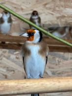 Parva putter man te koop, Dieren en Toebehoren, Vogels | Overige Vogels, Mannelijk, Wildzangvogel