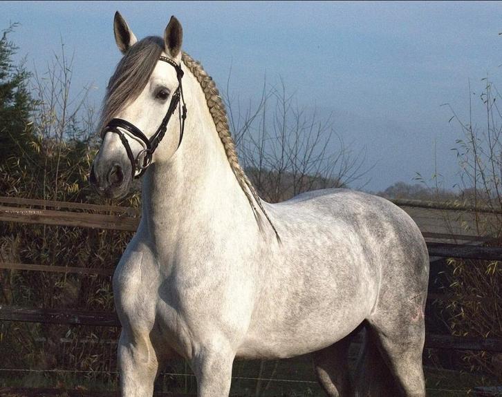 Super mooie pre andalusier cruzado, Dieren en Toebehoren, Paarden, Meerdere dieren, Dressuurpaard, Met stamboom, Gechipt, Ontwormd