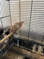 Zebravink, Dieren en Toebehoren, Vogels | Kanaries, Meerdere dieren, Kleurkanarie