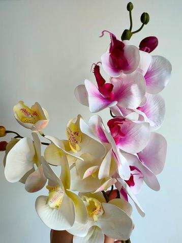 Grote orchidee 70 cm - nieuwe takken - diverse kleuren