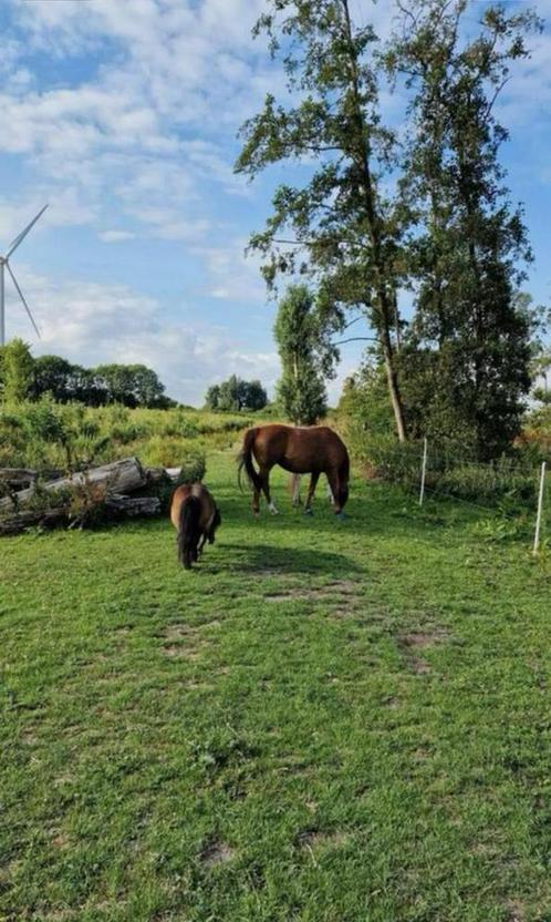 Shetlander stalling per direct vrij!, Dieren en Toebehoren, Stalling en Weidegang