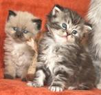 Langharige kittens, Dieren en Toebehoren, Katten en Kittens | Raskatten | Langhaar, Kater, Gechipt, 0 tot 2 jaar