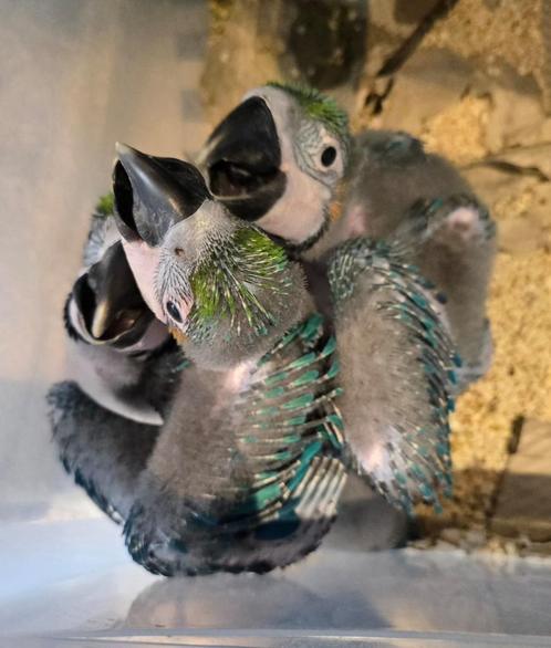 Super Tamme Blauwgele Aras 2025, Dieren en Toebehoren, Vogels | Parkieten en Papegaaien, Papegaai, Meerdere dieren, Pratend, Tam