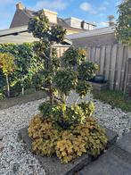 Olijfboom Pon Pon/Solitair Eleagnus pon pon., Bloeit niet, 100 tot 250 cm, Ophalen, Volle zon