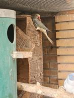 Halsbandparkiet, Dieren en Toebehoren, Vogels | Parkieten en Papegaaien, Vrouwelijk, Parkiet