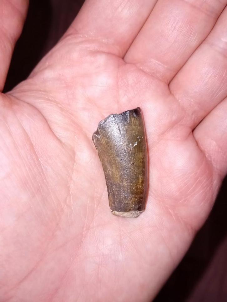 Suchomimus tand, Verzamelen, Mineralen en Fossielen, Fossiel, Ophalen of Verzenden