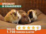 Lieve jonge cavia's, verschillende kleuren, beer en zeug!, Dieren en Toebehoren, Knaagdieren, Juli, Meerdere dieren, Cavia
