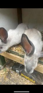 Vlaamse reus, Dieren en Toebehoren, Konijnen, Meerdere dieren, Groot