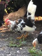 serama haantjes, Dieren en Toebehoren, Pluimvee, Mannelijk, Kip